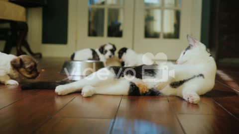 Watch how this cat takes care of and feeds young dogs