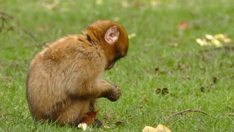 little cute monkey eating fruit