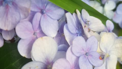 Shyni blue flowers