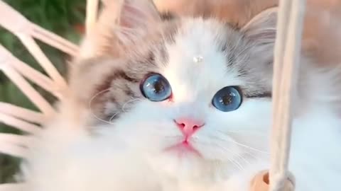 A cute cat