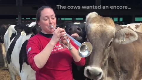 Massachusetts Dairy Farmer Plays Trumpet for her Cows