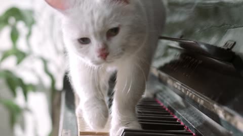 cute cat playing piano during his bored time