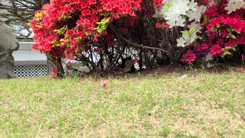 The cat that owns the most beautiful house in the world.