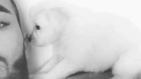 White dog licking owners ear in bed