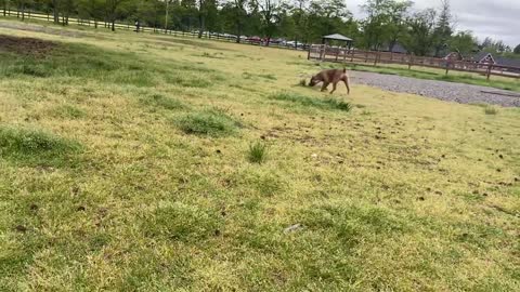 German Shepherd teaching lesson to aggressive Pitbull.