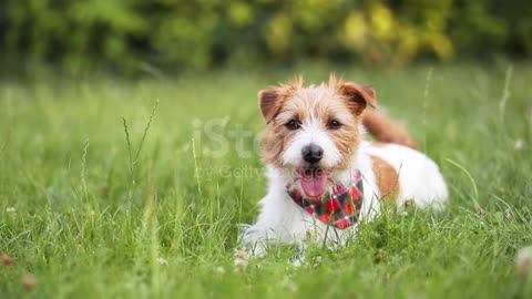 Dog dancing amazing your tail