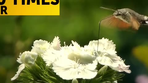 Fascinating Facts About Hummingbirds: The Only Birds That Can Fly Backwards