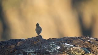 Rock Wren In Concert