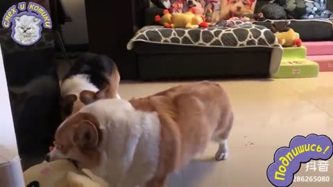 Corgi vs Corgi