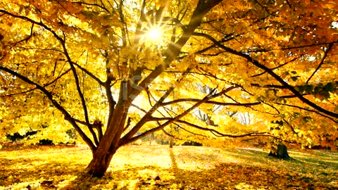 The sun casts beautiful rays into the autumn forest stock video