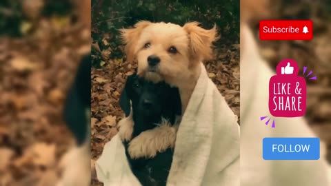 Dog Hugs - Two Cute Puppy Love