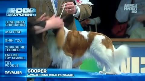 Cavalier King Charles Spaniel - Cooper. Animal Planet Dog Championships