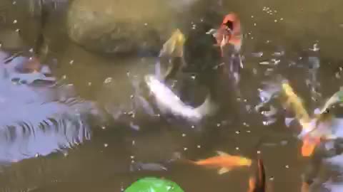 Home pond fish eating Food