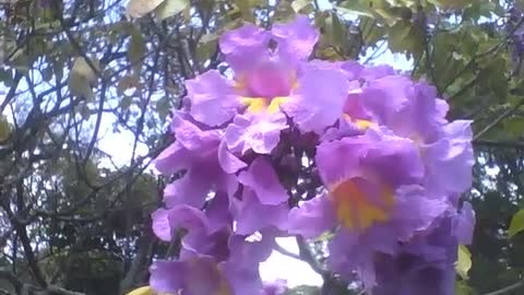 Lindas orquídeas cattleya roxa e amarela no museu de ciências [Nature & Animals]