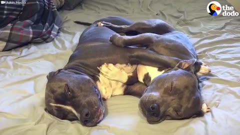 Sleepy Pit Bulls Cuddle Each Other | The Dodo