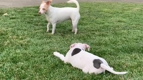 Jasper loves to wrestle