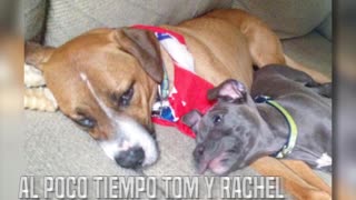 Una pareja logra controlar la inseguridad de su perrito