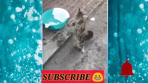 Rumble/live cat dance ,cute animal videos