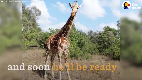 Baby Giraffe Who Lost His Mom Is Finally Safe Again | The Dodo