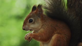 A BROWN SQUIRREL EATING ....VERY CUTE...