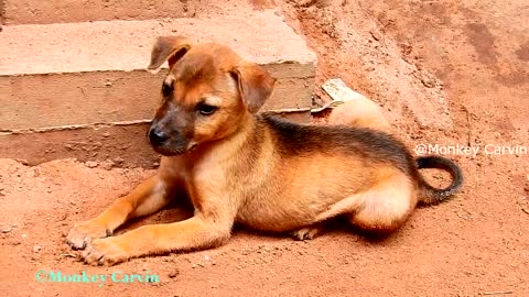 Doggy save baby monkey