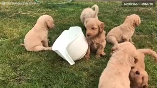 Fofura extrema! Uma tarde com filhotes de labradoodles