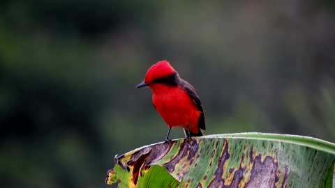 Beautiful birds of color