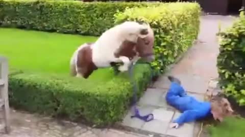 1 Giant Leap For Mini Horse, 1 Giant Fail For Kid 2