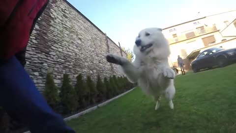 Berger Blanc Suisse