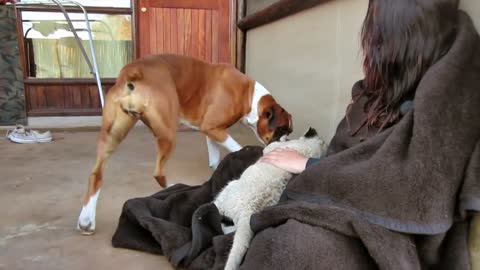 Newly Born White Lion Cub and Dogs are Best Friends