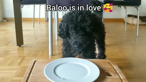 Cute dog eats banana (with funny captions) 🍌