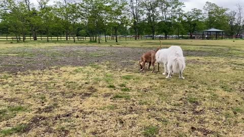 Pitbull attacked by German Shepherd in the park