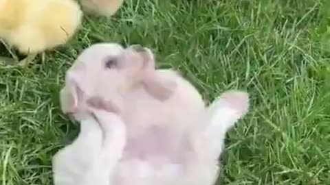 Funny videos - little dog with chicks