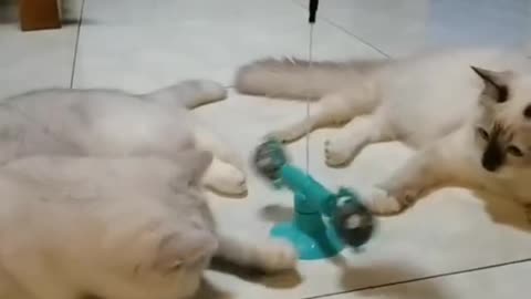 Two cats playing together with one toy