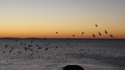 Birds and sunset in the sea