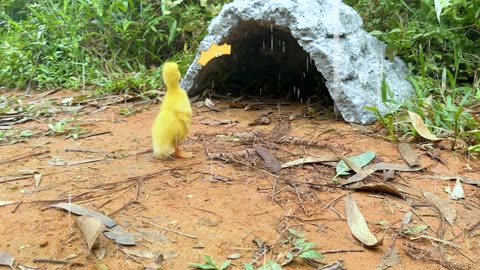 Baby Animal Bliss: Monkey Baby Bon Bon Rescues Ducklings and Shares a Bathtub Adventure!