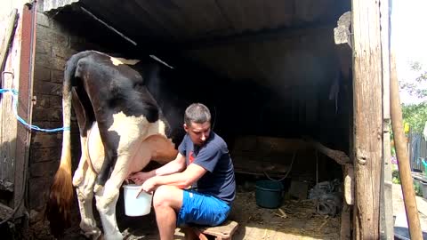 The guy milks the cow 👉 Milking the cow with his own hands