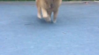 A golden retriever runs to a camera