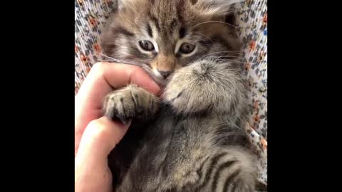 A Person Massaging the paws of a kitten