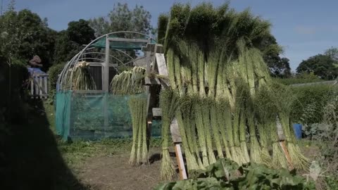 ***Flax to linen: from sowing to sewing.***