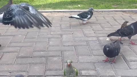 Bird Makes Friends With Park Pigeons