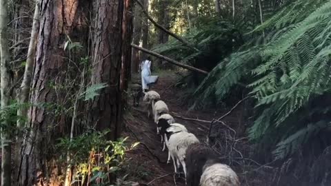 A Sweet Sunday Moving These Girls To a New Paddock!