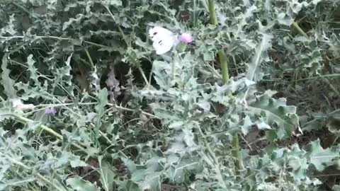 Butterfly taking juice from flowers , what a beautiful video make nature sense