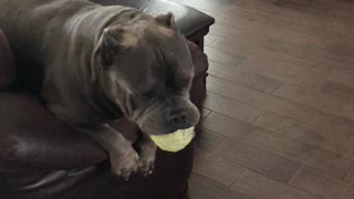 Dogs Scream With Joy When Owner Returns Home from Work