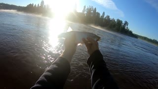 Catching releases goldeye