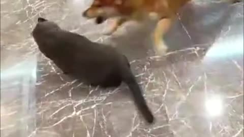 Funny Cats and Dogs Videos (1) hahaha