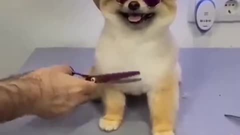 Cute Dog cutting hair funniest moment