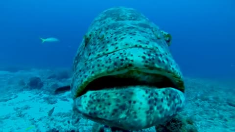 Goliath Grouper Aggregation in Florida, USA. Giants of the Deep in danger and needs protection.