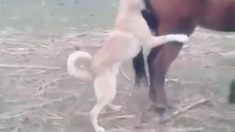 When you are too short for her but still trying 🤣🤣😍 Subscribe for more! ❤ 😍 funny animals