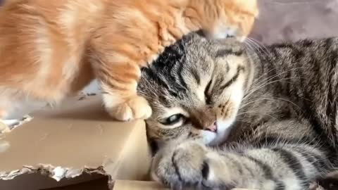 baby cats funny videos #2 | cats doing funny things videos